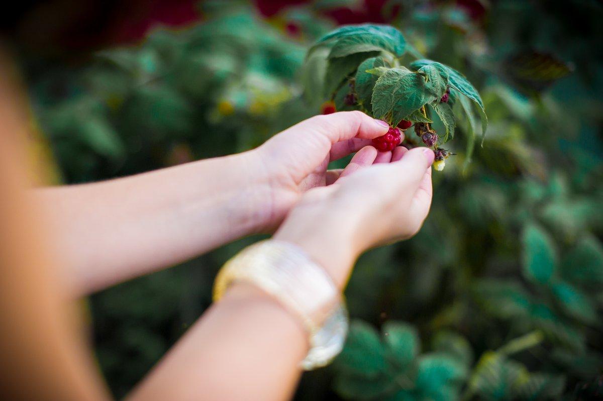 Main tenant des framboises dans le jardin